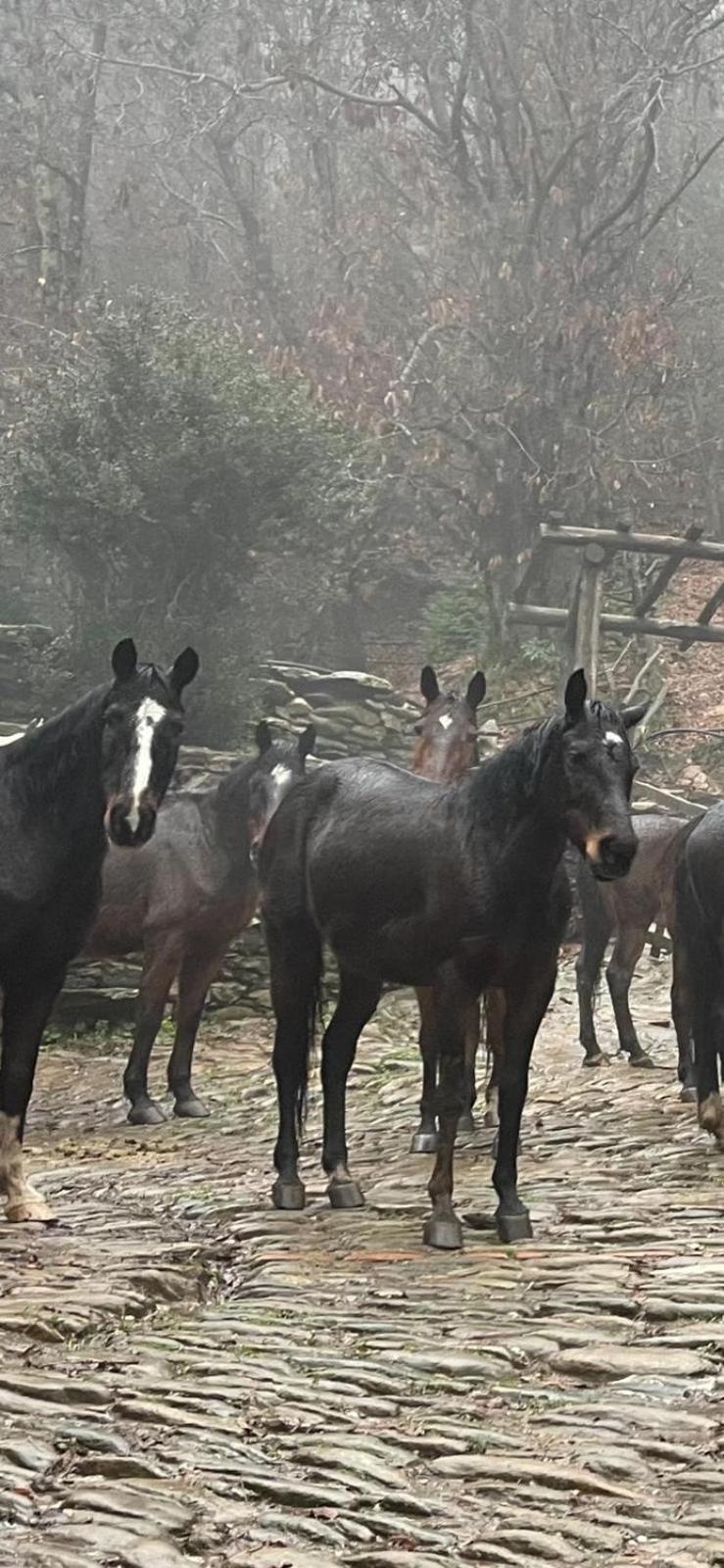 منزل الضيف ماسا  في Centro Trekking A Cavallo Monte Brugiana المظهر الخارجي الصورة